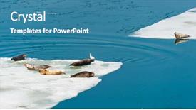  Presentation with floating - Slides with larga seals resting on floating background and a teal colored foreground