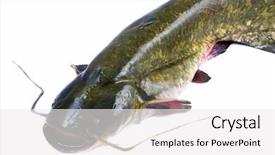  Presentation with bullhead - Theme enhanced with large 20kg bullhead silurus glanis background and a white colored foreground