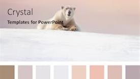 Presentation with polar bear - Presentation having large-adult-male-polar-bear background and a lemonade colored foreground