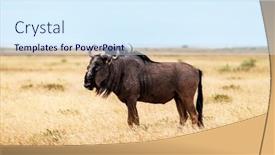  Presentation with dry - Presentation featuring large-african-antelope-gnu-walking background and a  colored foreground