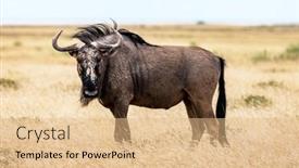  Presentation with dry - PPT layouts consisting of large-african-antelope-gnu-walking background and a  colored foreground