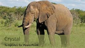  Presentation with africa - Amazing PPT theme having large african bull elephant loxodonta africana hwange national park zimbabwe southern africa backdrop and a gold colored foreground