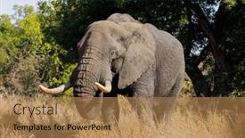  Presentation with kruger - Presentation theme having large-african-bull-elephant-loxodonta background and a coral colored foreground