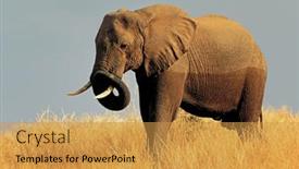  Presentation with elephant - Colorful slide set enhanced with large-african-bull-elephant-loxodonta backdrop and a gold colored foreground