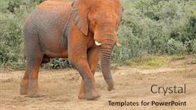  Presentation with south africa - Slide deck consisting of large-african-bull-elephant-loxodonta background and a coral colored foreground