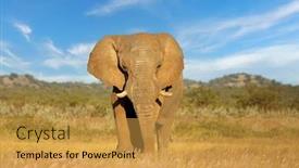  Presentation with elephant - Slide deck featuring large-african-elephant-bull-loxodonta background and a  colored foreground