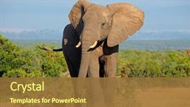  Presentation with south africa - Slides enhanced with large african elephant bull loxodonta background and a tawny brown colored foreground