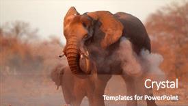 Presentation with elephant - Presentation design with large african elephant loxodonta africana background and a tawny brown colored foreground