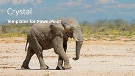  Presentation with elephant - Slide set featuring large-african-elephant-loxodonta-africana background and a light blue colored foreground