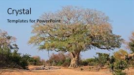  Presentation with kruger - Audience pleasing presentation consisting of large african wild fig tree backdrop and a light blue colored foreground