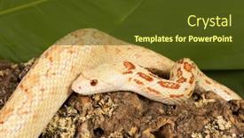  Presentation with albino eye - PPT theme consisting of large-albino-bullsnake-or-pithuophis background and a tawny brown colored foreground