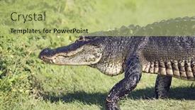  Presentation with wetlands - Audience pleasing presentation design consisting of large alligator walking in florida wetlands backdrop and a mint green colored foreground