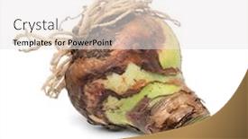  Presentation with bulb - Presentation theme with large amaryllis bulb with roots background and a white colored foreground