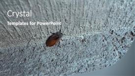  Presentation with brown - Presentation featuring large-american-brown-cockroach background and a gray colored foreground