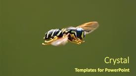  Presentation with coloured - Presentation enhanced with large-and-boldly-coloured-wasp background and a tawny brown colored foreground