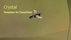  Presentation with coloured - Cool new PPT theme with large-and-boldly-coloured-wasp backdrop and a tawny brown colored foreground