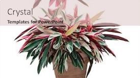  Presentation with plants - Presentation theme with large-and-colorful-caladium-plants background and a lemonade colored foreground