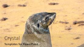  Presentation with africa tourism - Colorful presentation theme enhanced with large-animals-eared-seals-bask backdrop and a yellow colored foreground