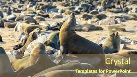  Presentation with animals nature - Amazing slide set having large-animals-eared-seals-bask backdrop and a coral colored foreground