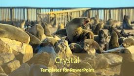  Presentation with africa tourism - Presentation design consisting of large-animals-eared-seals-bask background and a tawny brown colored foreground