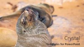  Presentation with africa tourism - Presentation consisting of large-animals-eared-seals-bask background and a coral colored foreground