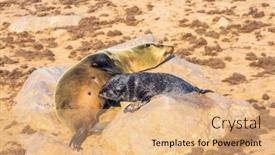  Presentation with animals nature - Slide deck with large-animals-eared-seals-bask background and a coral colored foreground