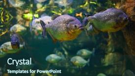  Presentation with algae - Slides enhanced with large aquarium among rock background and a ocean colored foreground