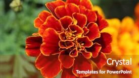  Presentation with tropical flowers close up - Colorful theme enhanced with large beautiful flowers close-up backdrop and a crimson colored foreground