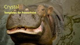  Presentation with mouth - Beautiful slides featuring large-behemoth-hippopotamus-with-open backdrop and a violet colored foreground