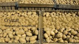 Presentation with harvest - Colorful presentation theme enhanced with large bins full of potatoes during the harvest time backdrop and a gold colored foreground