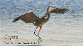  Presentation with fly - Presentation theme consisting of large blue heron on the shore spreading his wings preparing to fly away background and a light gray colored foreground