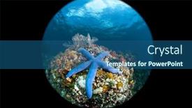  Presentation with starfish - Beautiful PPT layouts featuring large-blue-starfish-crawls backdrop and a ocean colored foreground