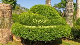  Presentation with banyan tree - Presentation design having large-bonsai-banyan-tree background and a tawny brown colored foreground