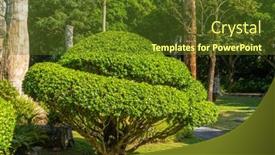  Presentation with banyan tree - Slide deck enhanced with large-bonsai-banyan-tree background and a tawny brown colored foreground