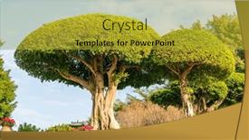  Presentation with banyan tree - PPT theme featuring large-bonsai-banyan-tree background and a gold colored foreground