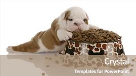  Presentation with dog food - Presentation having back-view of a young woman wearing a swimsuit lying on the beach isolated on white background and a coral colored foreground