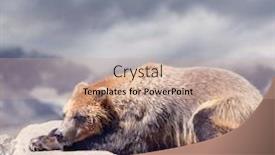  Presentation with brown bear - Colorful PPT theme enhanced with large-brown-bear-resting backdrop and a coral colored foreground