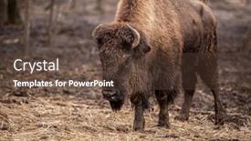  Presentation with spring nature grass - Audience pleasing PPT theme consisting of large-brown-buffalo-walking backdrop and a  colored foreground