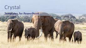  Presentation with females - Theme with large-bull-elephant-walks background and a sky blue colored foreground