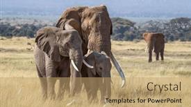  Presentation with elephant - Theme consisting of large-bull-elephant-walks background and a coral colored foreground