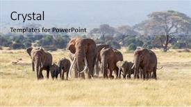  Presentation with females - Presentation design enhanced with large bull elephent has joined background and a light blue colored foreground