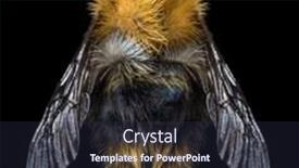  Presentation with bumblebee - Cool new theme with large-bumblebee-isolated-on-black backdrop and a wine colored foreground