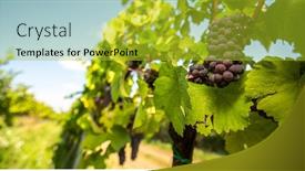  Presentation with hang - Colorful theme enhanced with large-bunches-of-red-wine backdrop and a yellow colored foreground