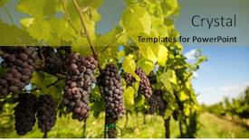  Presentation with hang - PPT theme having large-bunches-of-red-wine background and a gold colored foreground