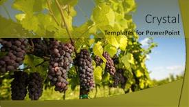  Presentation with hang - Slides consisting of large-bunches-of-red-wine background and a gold colored foreground