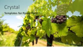  Presentation with vine wine - Beautiful presentation theme featuring large-bunches-of-red-wine backdrop and a yellow colored foreground