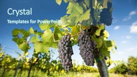  Presentation with hang - PPT theme with large bunches of red wine background and a ocean colored foreground