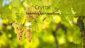  Presentation with vine wine - Audience pleasing slides consisting of large-bunches-of-white-wine backdrop and a gold colored foreground