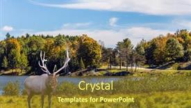  Presentation with fall lake - Cool new theme with large-caribou-reindeer-grazes backdrop and a tawny brown colored foreground