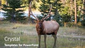  Presentation with forest road - Presentation theme featuring large-caribou-reindeer-grazes background and a gray colored foreground